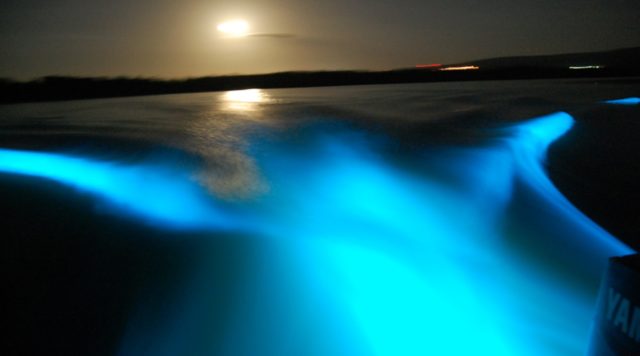 luminous lagoon glistening waters tours